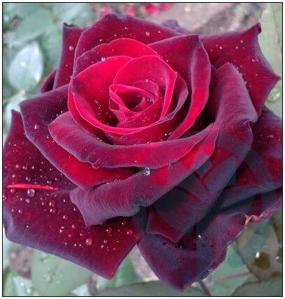 Barcarolle róża