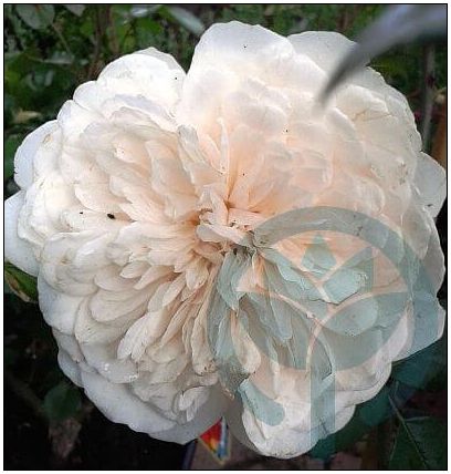 Colonial White biała pełna róża pnąca kraków