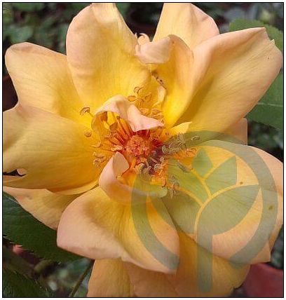 Maigold róża pnąca kraków