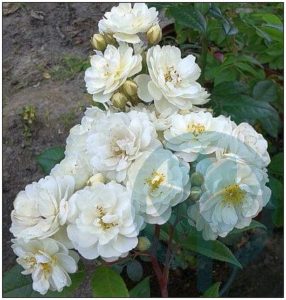Waterloo róża piżmowa pnąca biała kraków