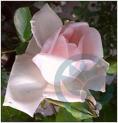 New Dawn róża pnąca porcelanowy róż kraków