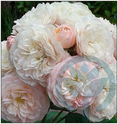 Bouquet Parfait róża piżmowa kraków