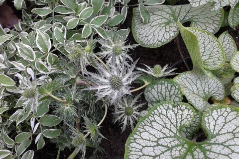 kompozycja z roślin o srebrnych liściach