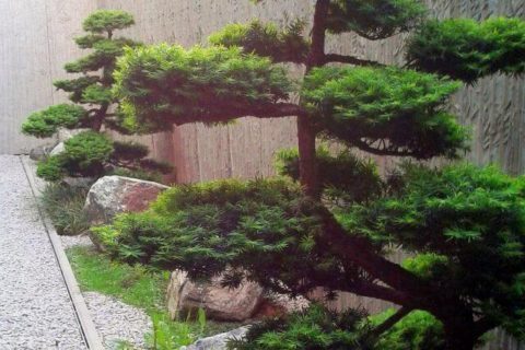ogrody japońskie
