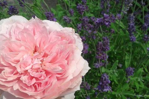 ogrody różane bylinowe angielskie kraków