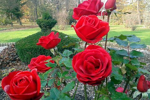 ogród zabytkowy róże w starym ogrodzie cis formowany