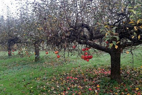 ogród zabytkowy sad stara jabłoń formowana