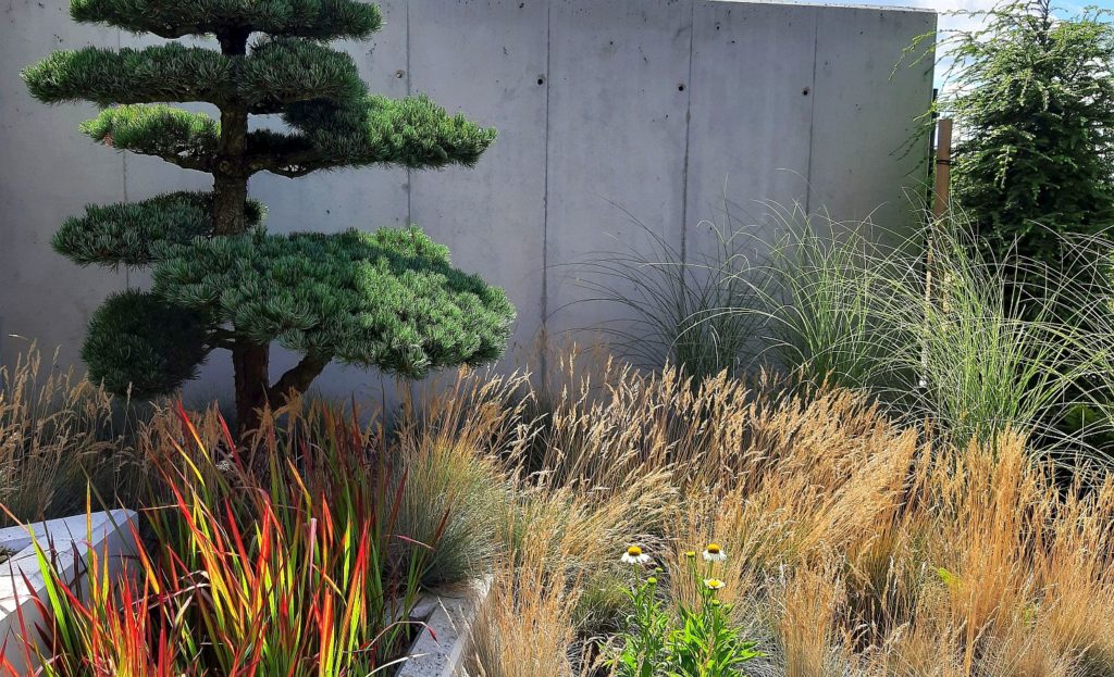 ogród nowoczesny kompozycje z traw ozdobnych sosna bonsai kraków
